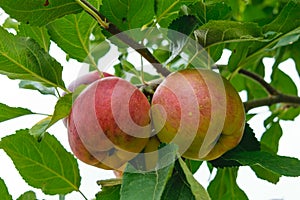 Unpicked fresh organic red and green apples with natural leaves background