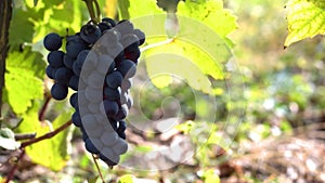 Unpicked grapes hanging from the grapevine moving in the wind