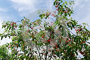 Unpicked ripe organic sour cherries in the tree