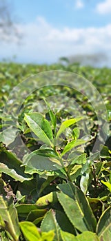 unpicked tea leaves in the morning at mountain