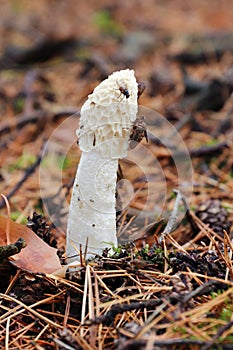 Unpleasant smelling mushroom Phallus Impudicus 