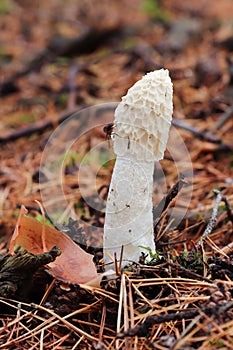 Unpleasant smelling mushroom Phallus Impudicus - common stinkhorn