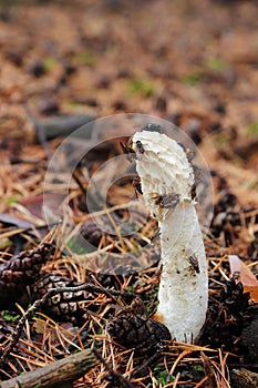 Unpleasant smelling mushroom Phallus Impudicus - common stinkhorn