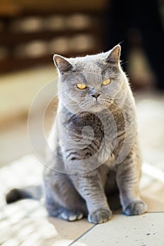 Unpleased british cat