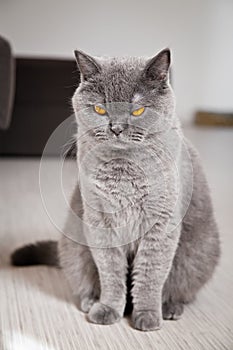 Unpleased Gray British Cat