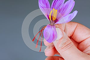 Unplucked red stigmas of saffron hang from a crocus flower in the girl& x27;s hand.