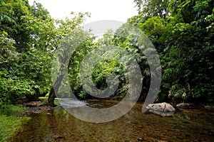 An unpolluted river flows among the forest