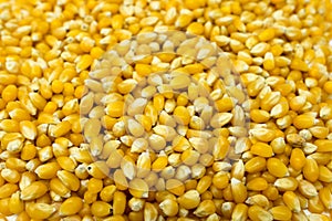 Unpopped popcorn kernel seeds