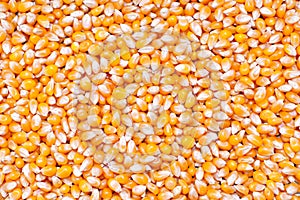 Unpopped popcorn seeds background