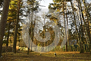 An unpresentable fence on the edge of the forest suggests that there are some inhabitants here. Interesting neighborhood, forest d