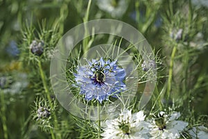 Unpretentious white flowers in the garden