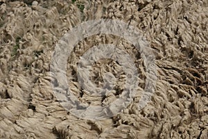 Raw wool texture