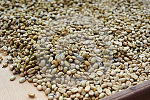 Unprocessed luwak coffee beans photo