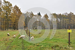 Unprotected flock of sheep in the Wolf area