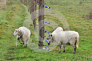 Unprotected flock of sheep in the Wolf area