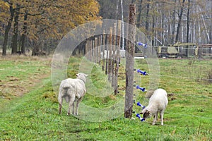 Unprotected flock of sheep in the Wolf area