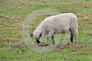 Unprotected flock of sheep in the Wolf area