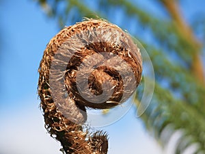 Unravelling fern