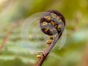 Unravelling fern frond in forest