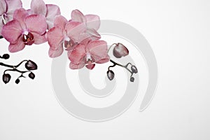 Unreal orchid branche on white background banner with copy space