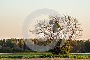 Unreal reality in the field during sunset