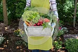 Unrecognisable female farmer holding crate full of freshly harvested vegetables in her garden. Homegrown bio produce.