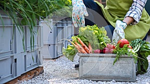 Unrecognisable female farmer holding crate full of freshly harvested vegetables in her garden. Homegrown bio produce concept.