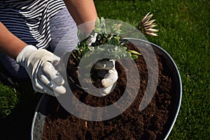 Unrecognisable female gardener holding beautiful flower ready to be planted in a garden.