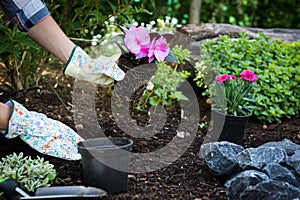 Unrecognisable female gardener holding beautiful flower ready to be planted in a garden. Gardening concept. Garden Landscaping. photo