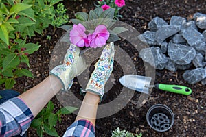 Unrecognisable female gardener holding a flowering plant ready to be planted in her garden. Gardening concept.