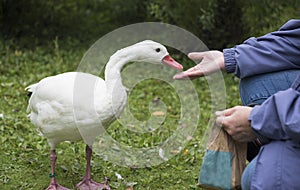 Unrecognisable female hand feeding the ducks