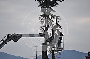 Unrecognisable gardener pruning a tree