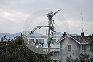 Unrecognisable gardener pruning a tree