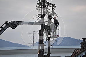 Unrecognisable gardener pruning a tree