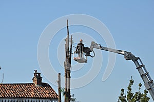 Unrecognisable gardener pruning a tree