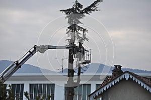 Unrecognisable gardener pruning a tree