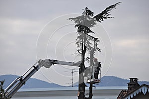 Unrecognisable gardener pruning a tree