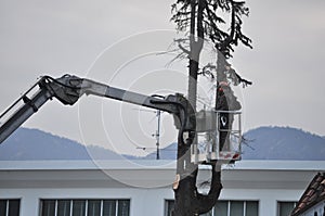 Unrecognisable gardener pruning a tree