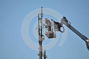 Unrecognisable gardener pruning a tree