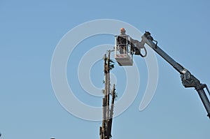 Unrecognisable gardener pruning a tree