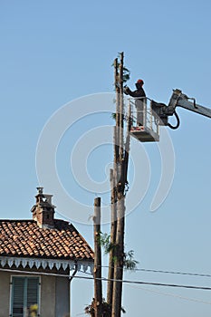 Unrecognisable gardener pruning a tree