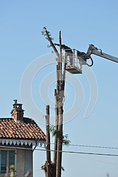 Unrecognisable gardener pruning a tree