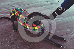 Unrecognisable hipster girl feeding her dog, Greyhound, on the beach.