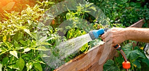 Unrecognisable man watering flower bed using watering can. Gardening hobby concep