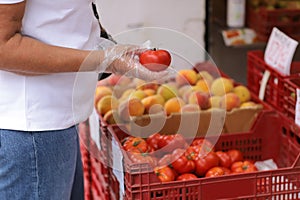 Unrecognisable overweight woman in disposable plastic gloves chooses fresh red tomatoes, buys vegetables in a grocery