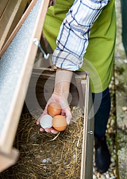 Unrecognisable woman collecting free range eggs from chicken house. Egg laying hens and young female farmer. Healthy eating.