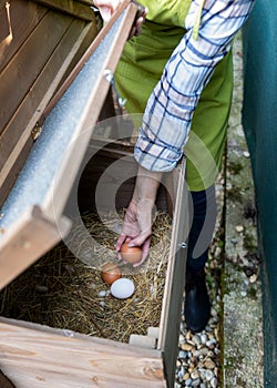 Unrecognisable woman collecting free range eggs from chicken house. Egg laying hens and young female farmer. Healthy eating.