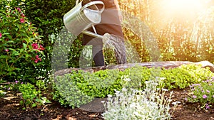 Unrecognisable woman watering flower bed using watering can. Gardening hobby concept. Flower garden.