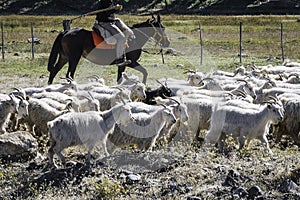 Unrecognizable Argentine cowboy herding sheep