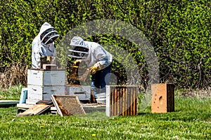 Unrecognizable beekeepers inspecting brood trays from beehive